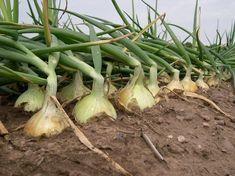 Sturdy onions defy the rain
