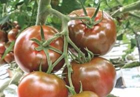 Turkish tomatoes