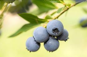 New Blueberry Variety in New Zealand CREDIT Plant and food research