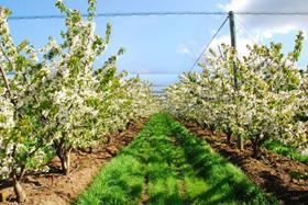 Tasmania Australia cherry cherries orchard flowering