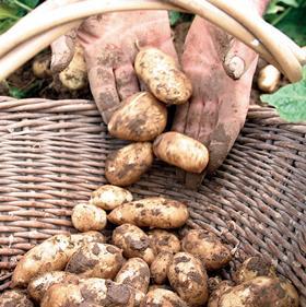 Jersey Royals potatoes