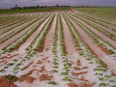 Hail has decimated lettuce production in Murcia