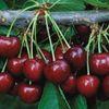 US cherry expectations reined in