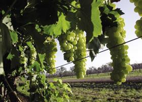 Costa Group Australia table grapes