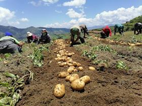 Philippines potato growers credit Universal Robina Corp