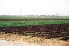 Salad struggle in southern Spain