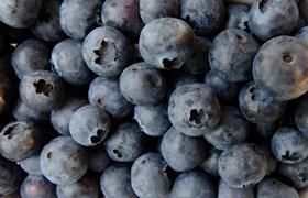 blueberry-3357568_1920