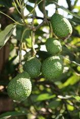 South Africa brimming with avo promise