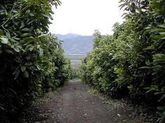 Chilean avos face frost problems