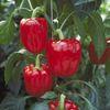 Capsicum is one of the lines to suffer most from cold Spanish weather