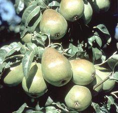 Pears have 50 per cent more fibre
