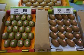 Qifeng kiwifruit AFL 2016