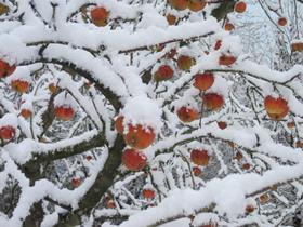 apple-tree-nature-branch-snow-cold-636581-pxhere.com
