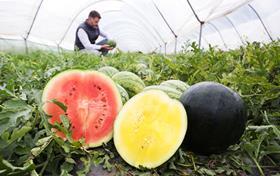 Watts Farms watermelons red and yellow