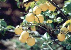 Spain forecasts more lemons