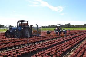 AU Supafresh vegetable salad grower Australia