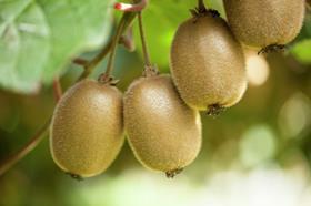 Plant and food research NZ kiwi