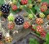 Blackberries set for blues-style boom