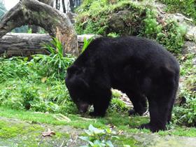 Asian black bear in Darjeeling Zoo CREDIT SupernovaExplosion