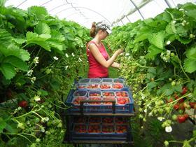 Strawberry picker