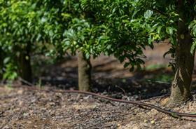 Netafim RSA avocado irrigation