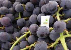 Oppy Hazel Technologies grape trial