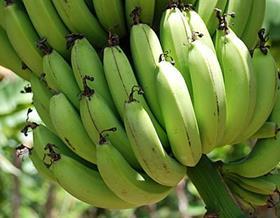 Uganda bananas