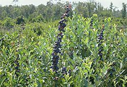 USDA new blueberry varieties. Photo by Stephen Stringer