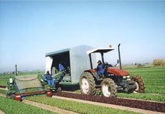 UK lettuce growers in export boost