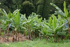 Supplies run tight as fruit is hit by weather problems