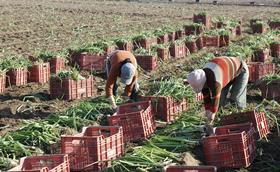 GEN Shutterstock_women gathering onions in the field
