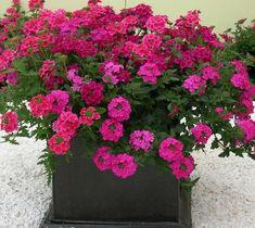 Verbena Tukana Hot Pink and Salmon mixed with Raspberry