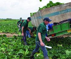 M. Baker Produce workers collecting brassicas