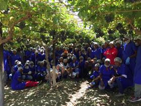 Field packing team Capespan Namibia