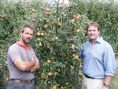 Steve Maxwell, right, discusses this year's Cox prospects with East Kent grower Dave Figgis