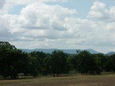 China opens up to SA citrus