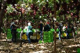 Peru grapes