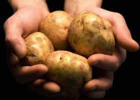 Potatoes in hand