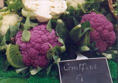 Novelty a key for brassica