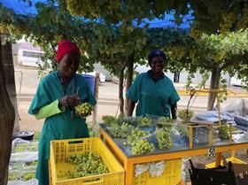 Namibia vineyard grape packing