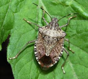 Brown stink bug