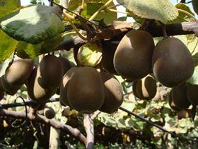 CL_Rucaray's new kiwifruit variety