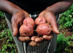 Kenyan potatoes