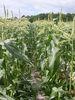 The sky is the limit for UK sweetcorn