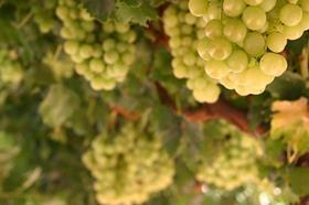 Australia Au Timbercorp Thompson Menindee Seedless grapes