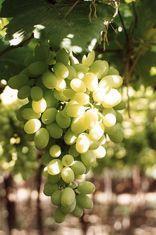 Indian grape exports to EU halve