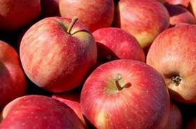 Dutch apples