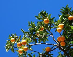 Generic orange tree
