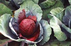 Red cabbage cancer clue