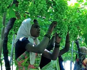 Univeg Katope Fairtrade grapes India